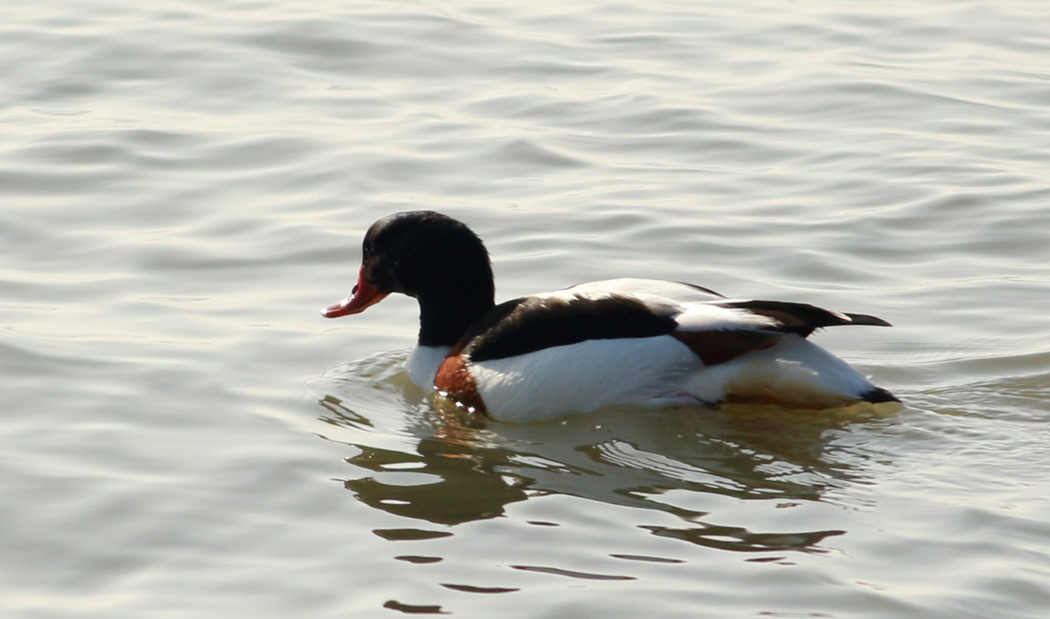 Common Shelduck