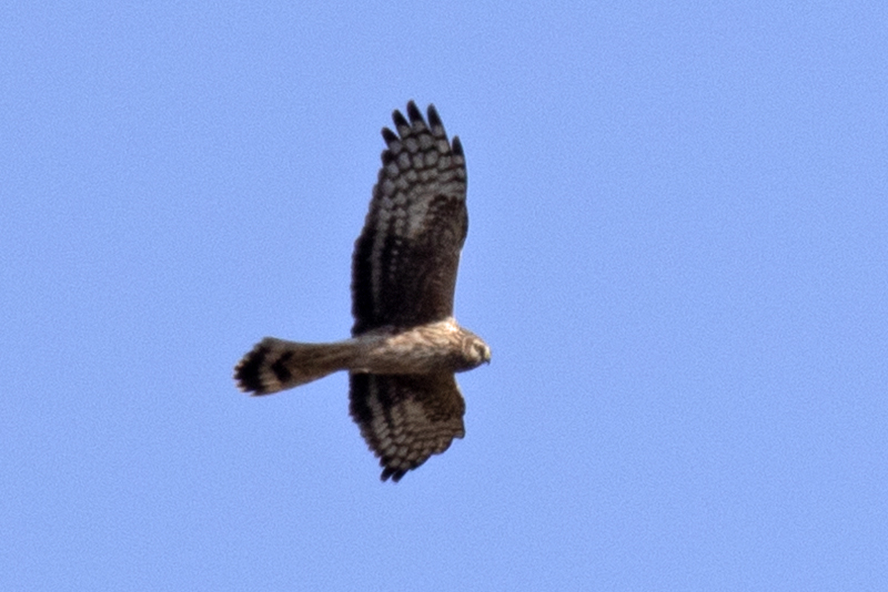 Hen Harrier