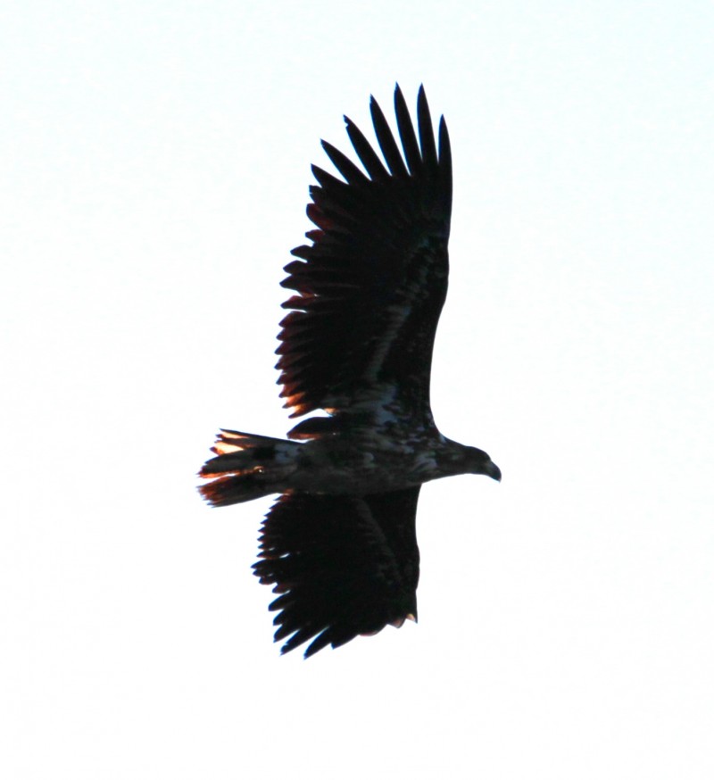 White-tailed Eagle