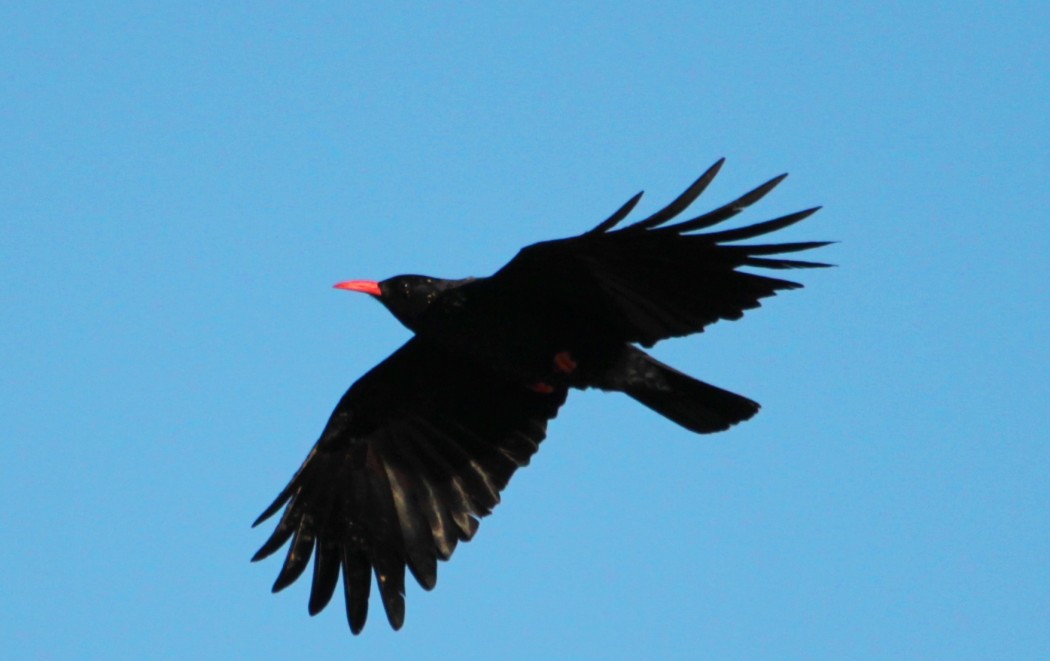 Red-billed Chough