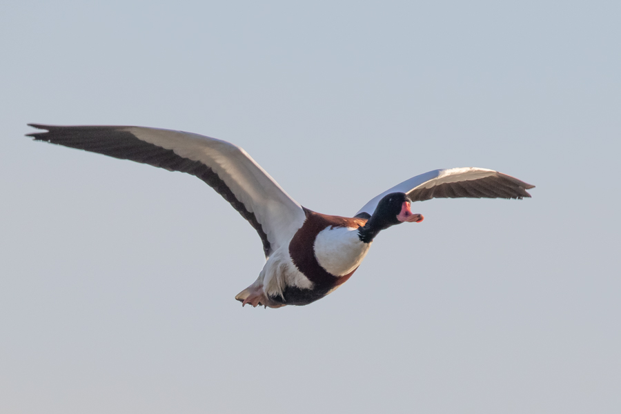 Common Shelduck