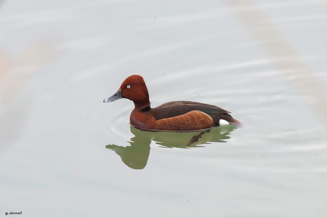 Ferruginous Duck