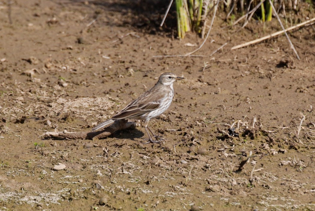 Water Pipit