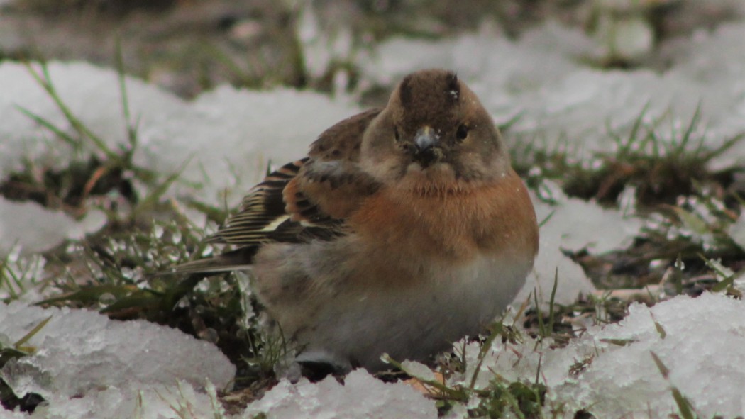 Brambling