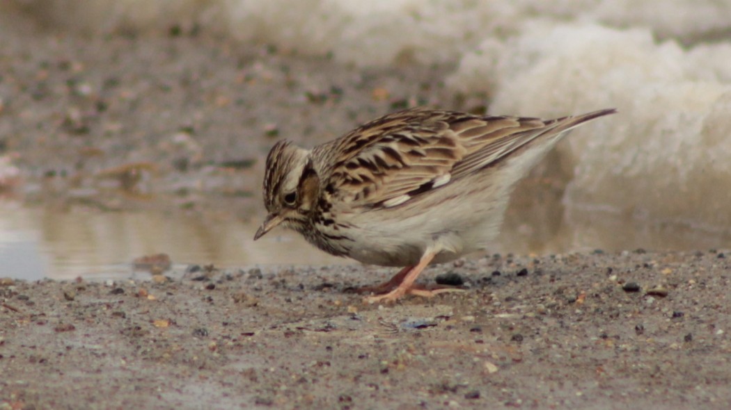 Woodlark