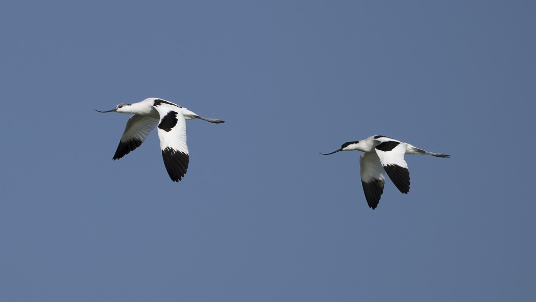 Pied Avocet
