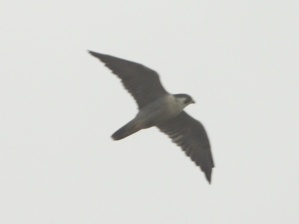 Peregrine Falcon