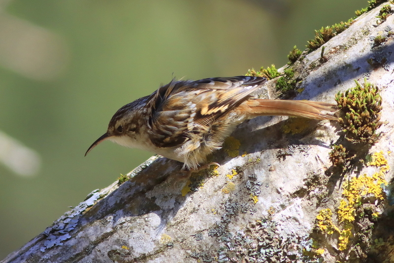 Short-toed Treecreeper