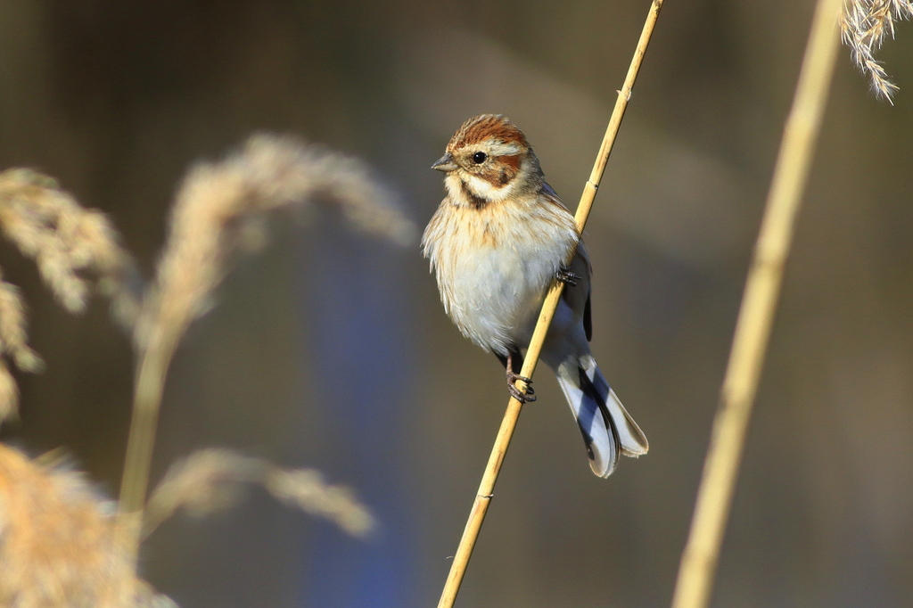 Common Reed Bunting