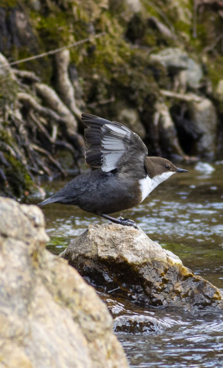 White-throated Dipper