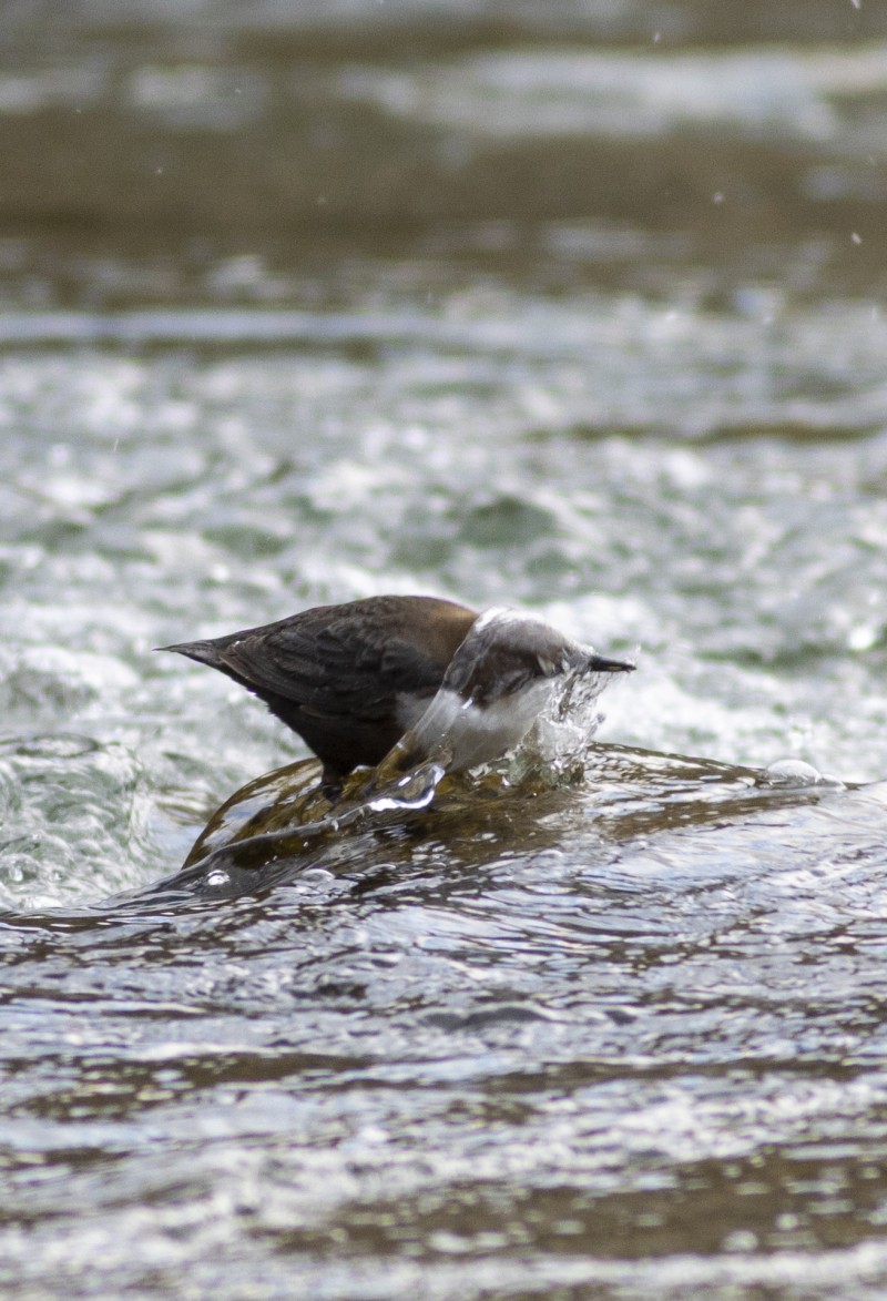 White-throated Dipper