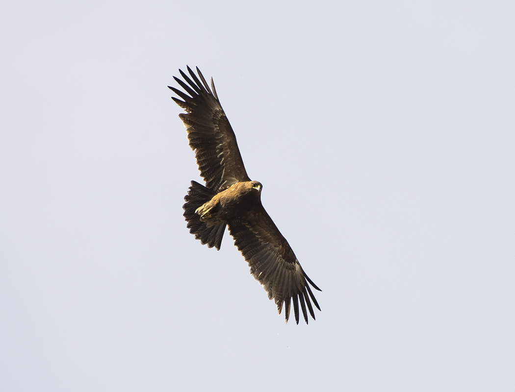 Greater Spotted Eagle