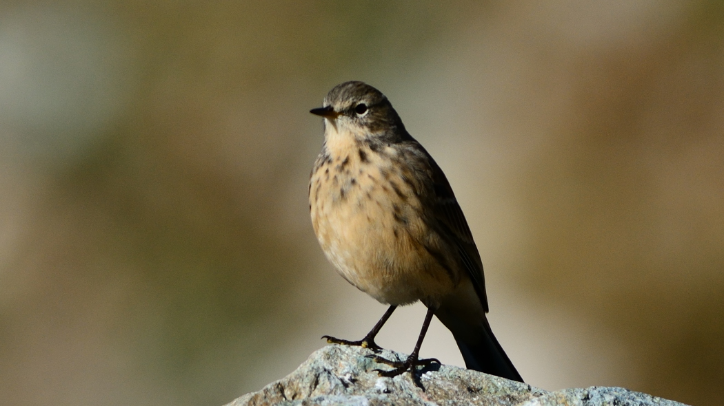 Water Pipit