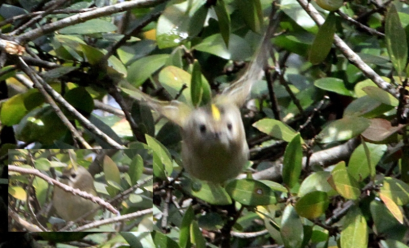 Goldcrest