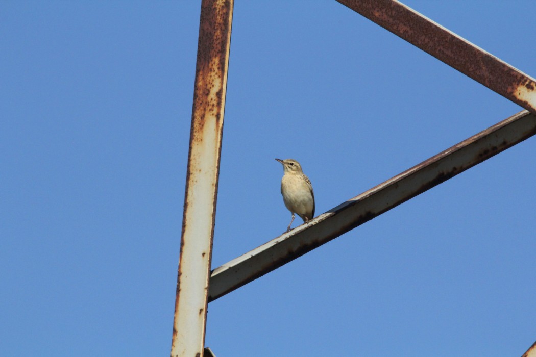 Tawny Pipit