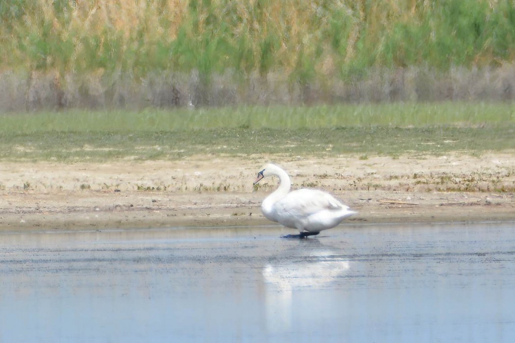 Mute Swan