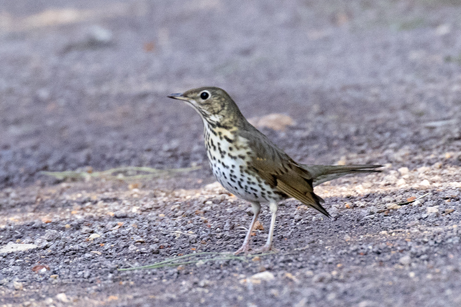 Song Thrush