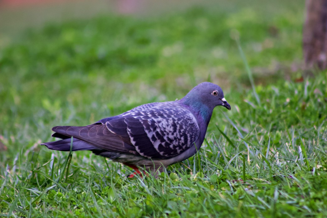Rock Dove