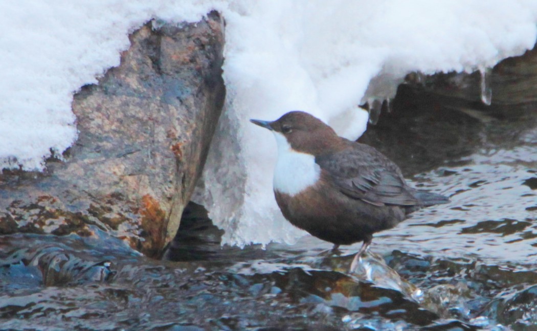 White-throated Dipper