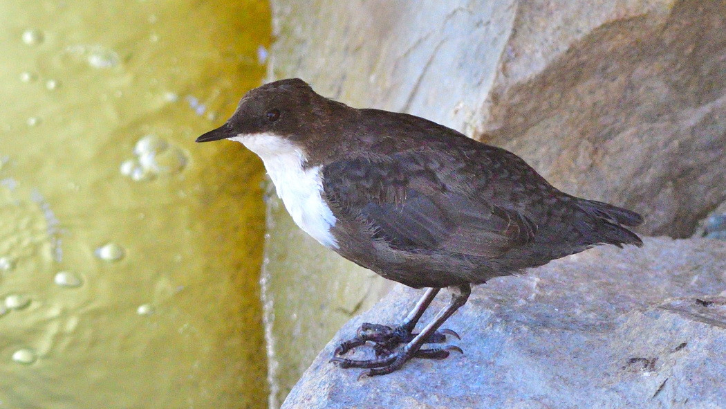 White-throated Dipper