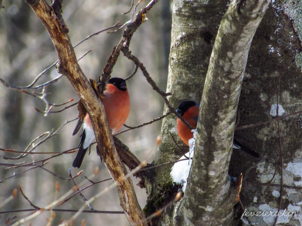 Eurasian Bullfinch