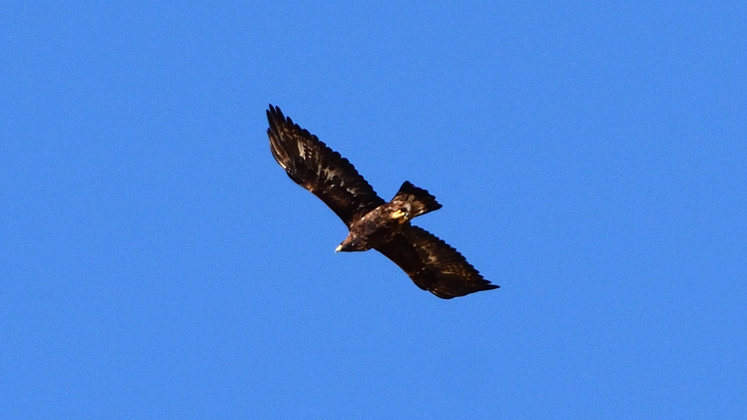 Kaya Kartalı