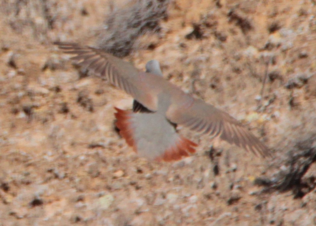 Chukar Partridge