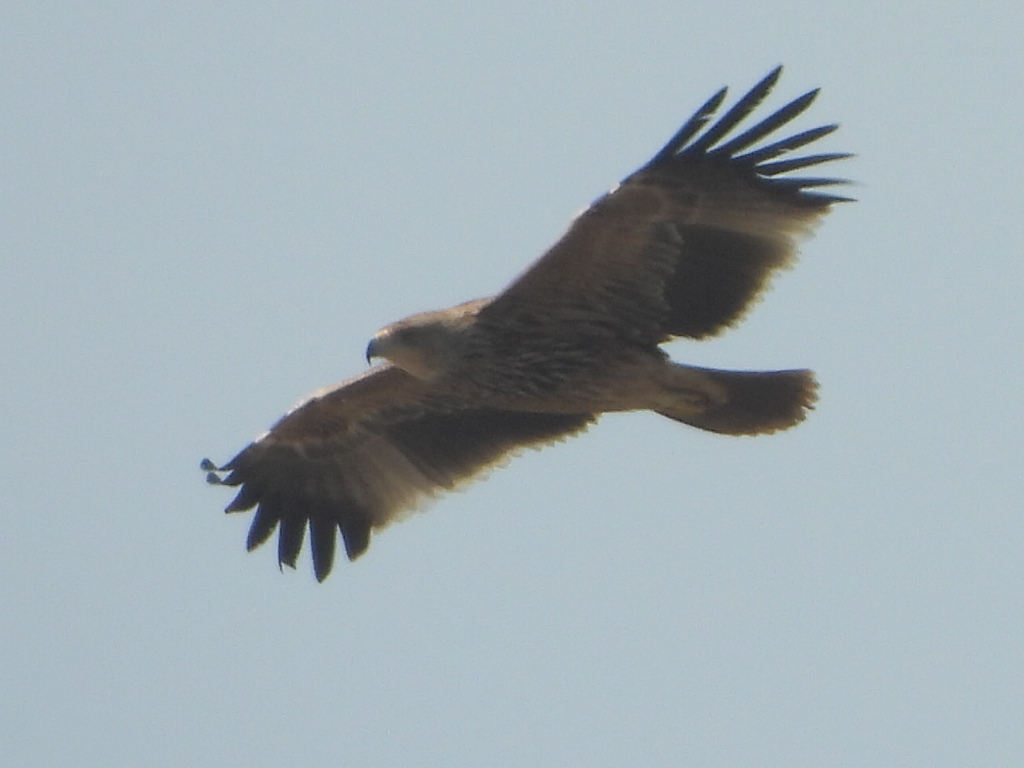 Eastern Imperial Eagle