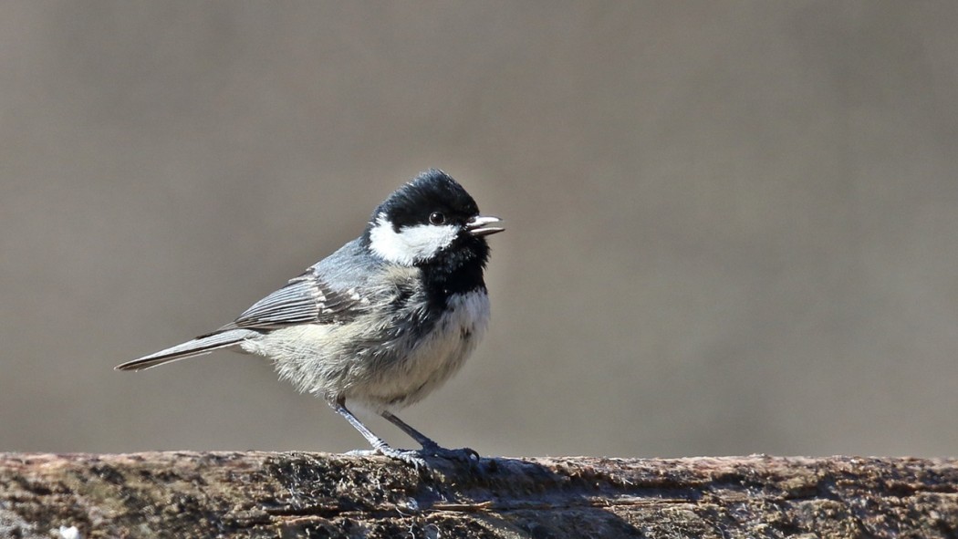 Çam Baştankarası