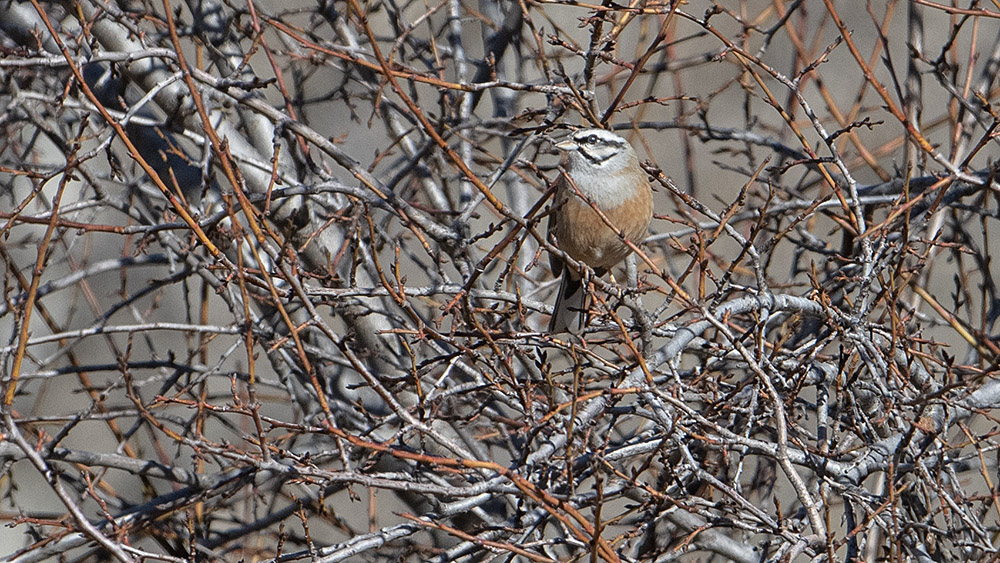 Rock Bunting
