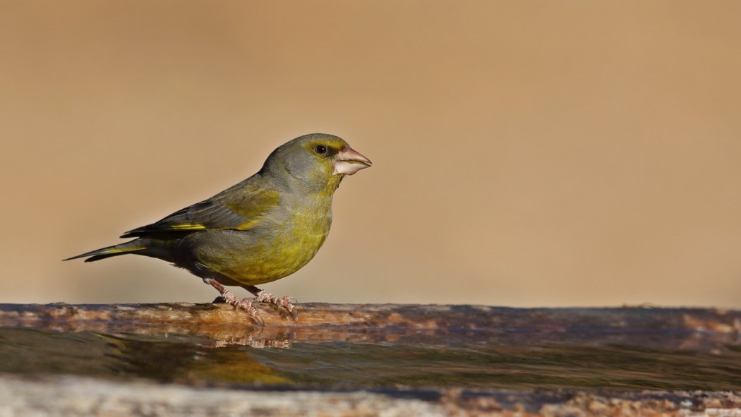 European Greenfinch