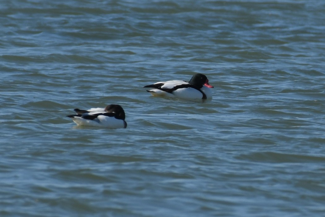 Common Shelduck