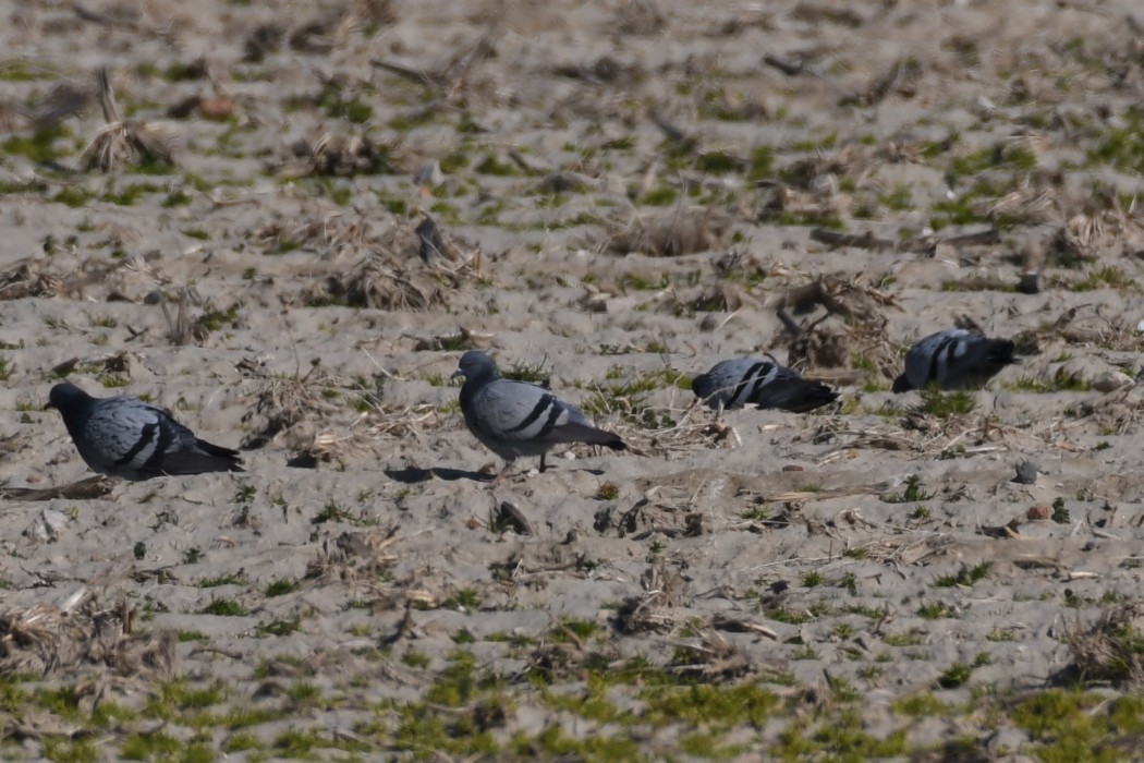 Rock Dove