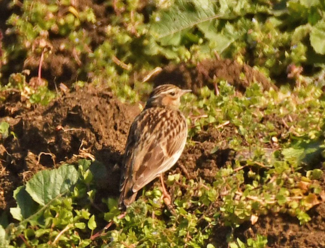 Woodlark