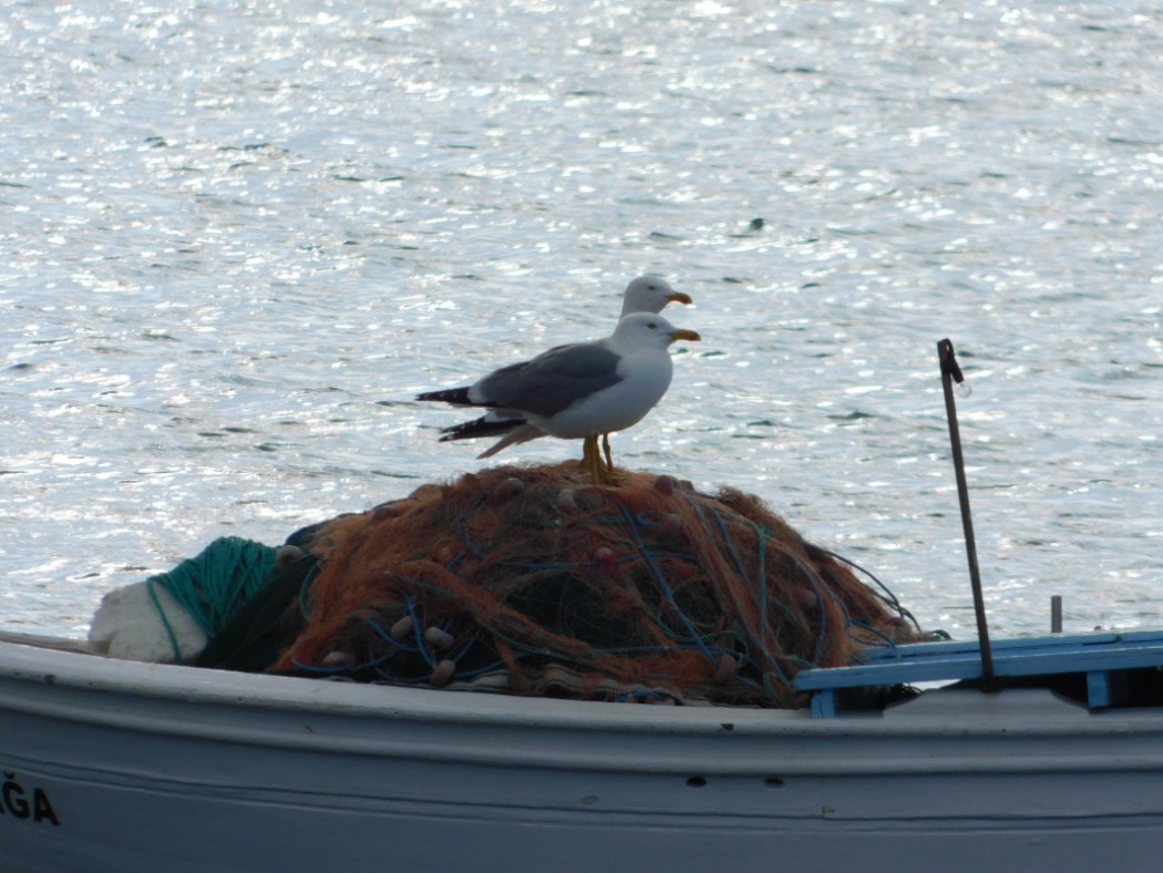 Armenian Gull