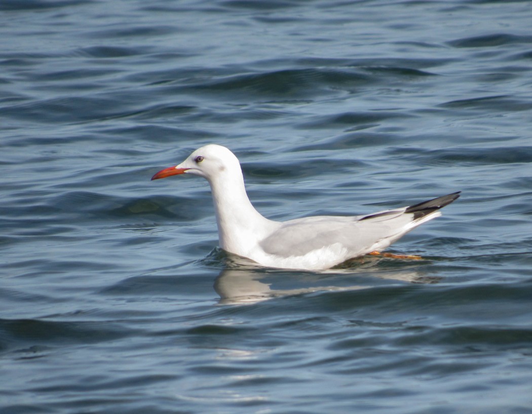 Slender-billed Gull