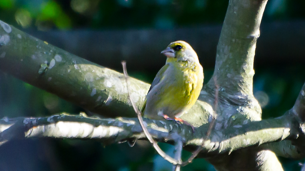 European Greenfinch