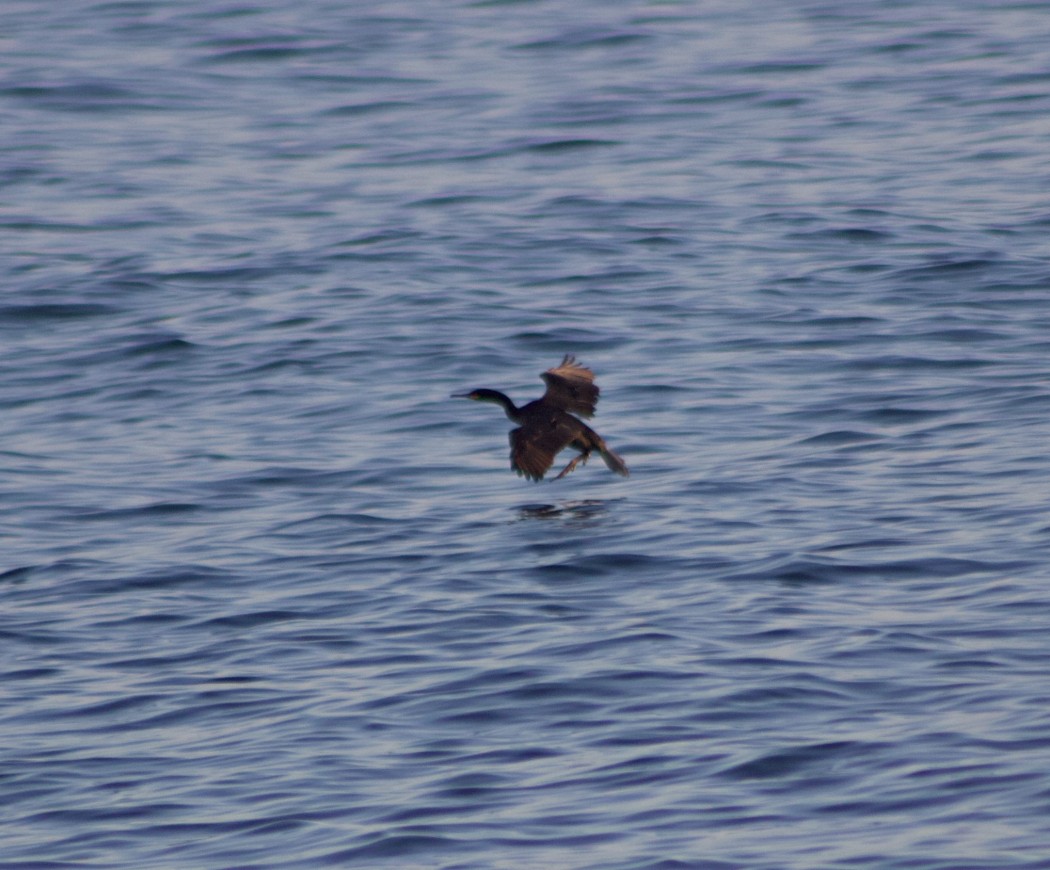 European Shag