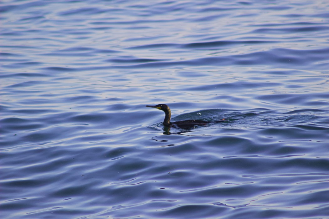 European Shag