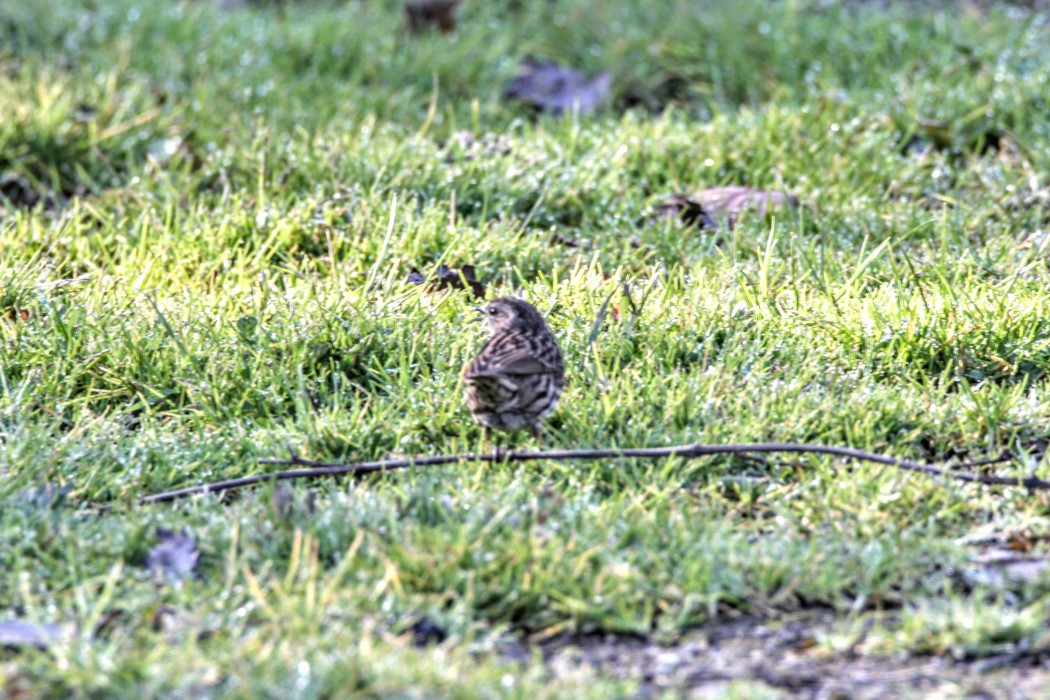 Dunnock
