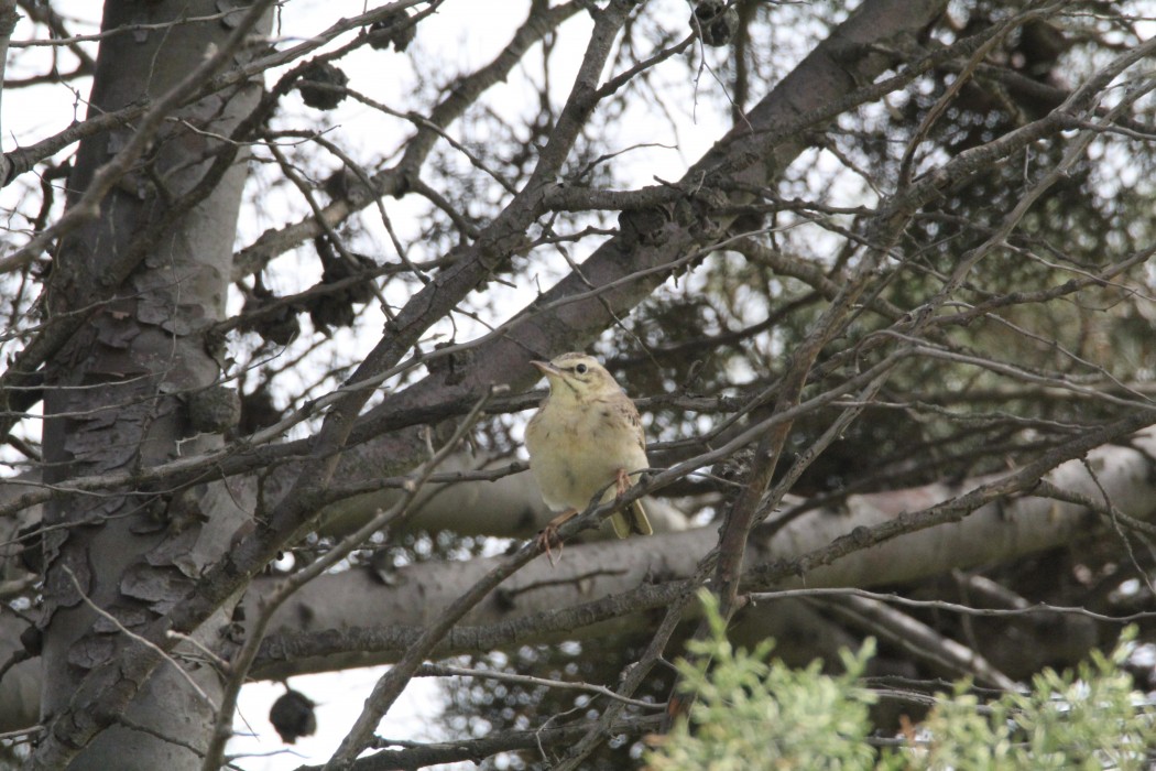 Tawny Pipit