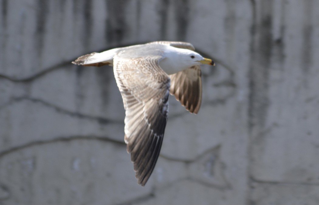 Armenian Gull