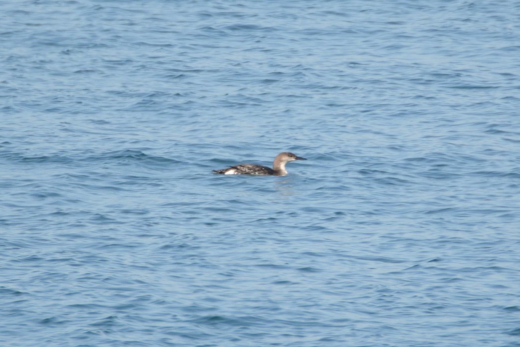 Black-throated Loon