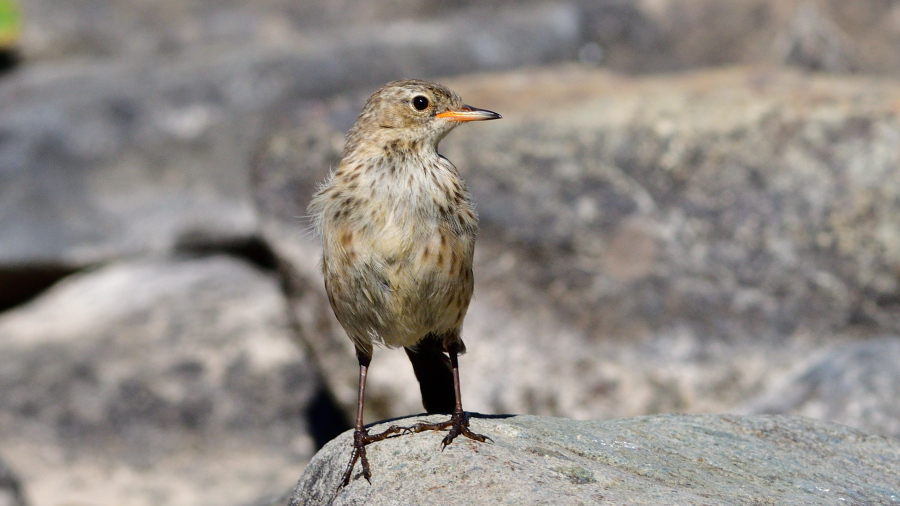 Water Pipit