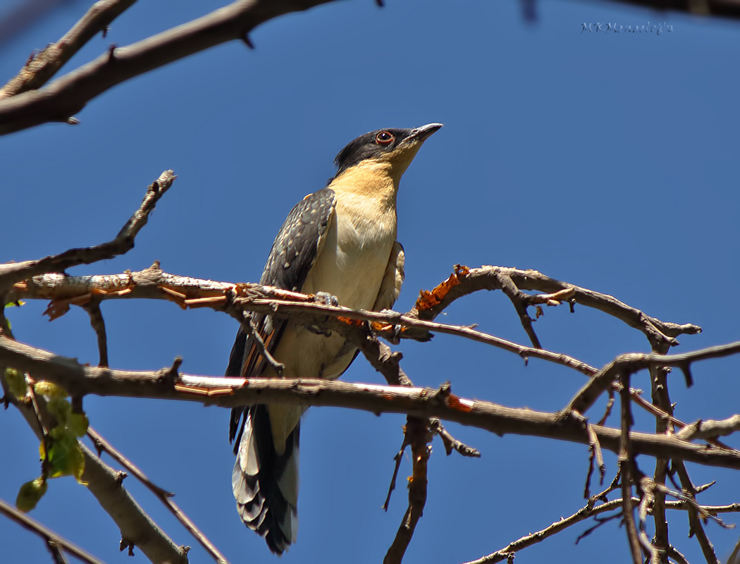 Great Spotted Cuckoo