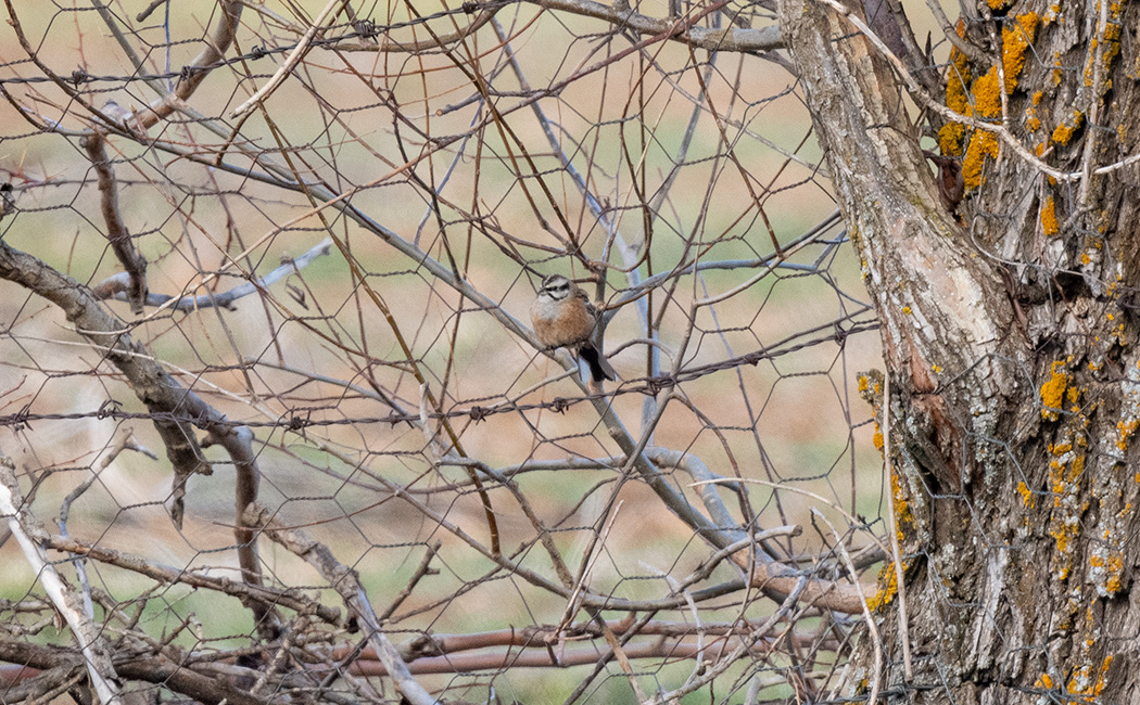 Rock Bunting