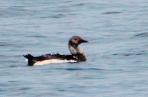 Black-throated Loon