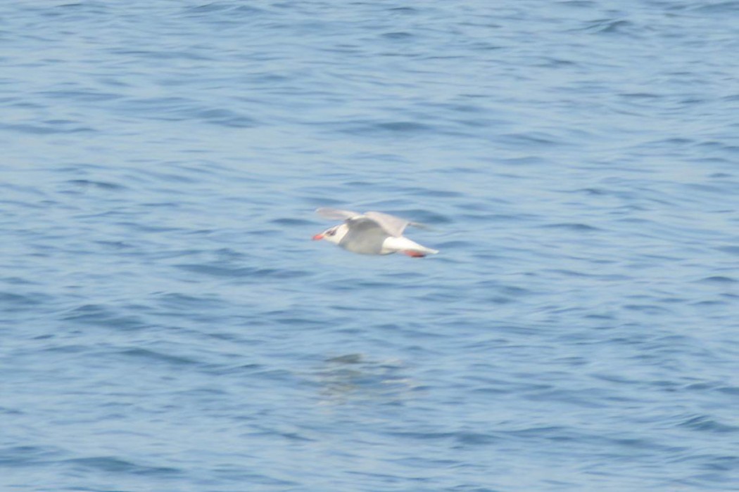 Mediterranean Gull