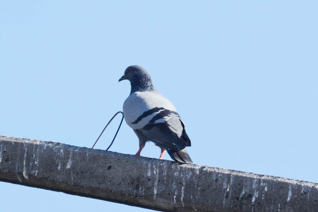Rock Dove