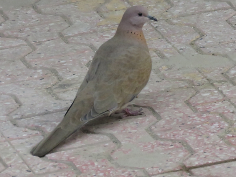 Küçük Kumru
